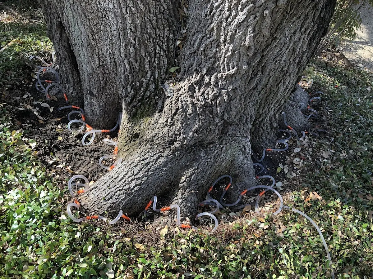 Detailed Tree Cabling and Bracing job site in Ridgeview