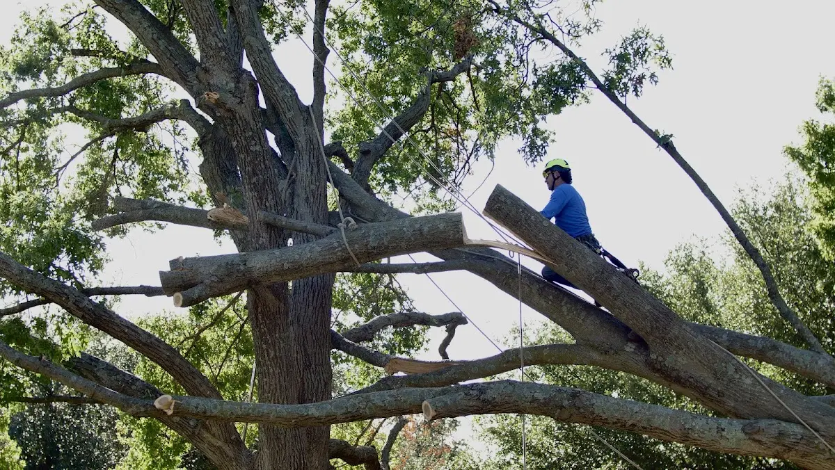 Professional Crown Thinning performed by certified arborists in Ridgeview